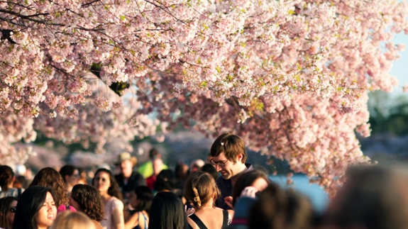 Ngoài ra, thành phố Washington (Mỹ) cũng đang được khoác lên mình chiếc áo đan xen hai màu trắng, hồng.